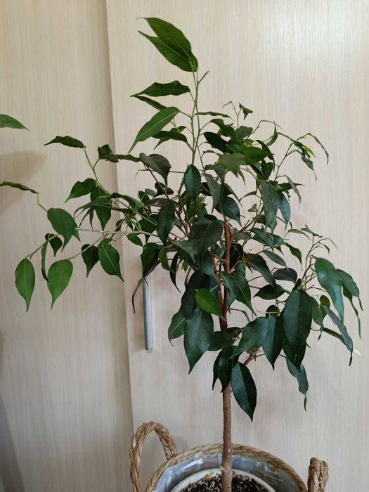 Фикус Бенджамина Даниэль (Ficus benjamina Danielle)