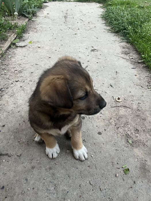 Отдаем щенят в добрые руки