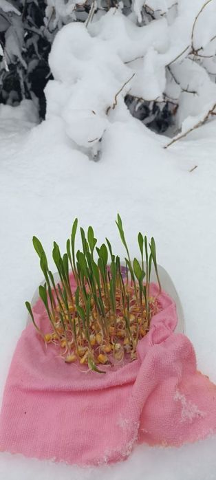 Семена кукурузы Китай. Жүгері тұқымы Қытай