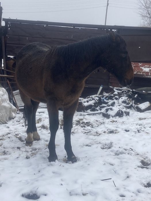 Продам жеребчика и баран
