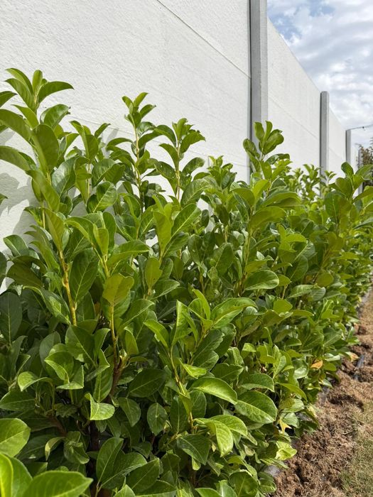 Prunus lauroceras pentru gard viu