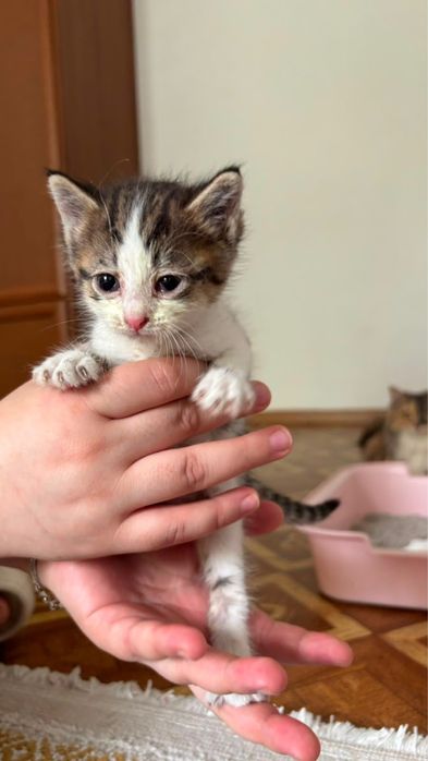 Котёнок в добрые руки
