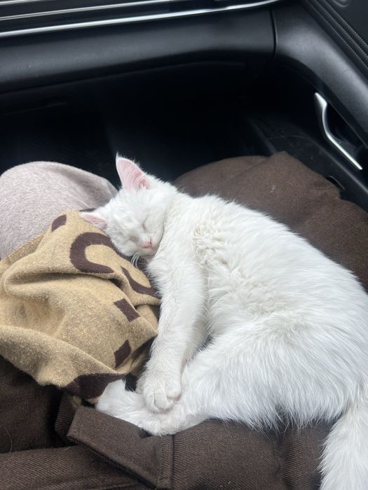 продаю котика, 6 месяцев, цена договорная!