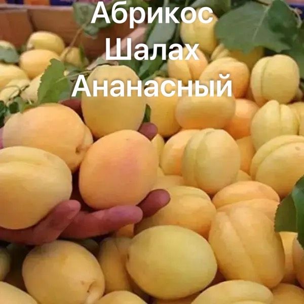 Сортовые Плодовые саженцы