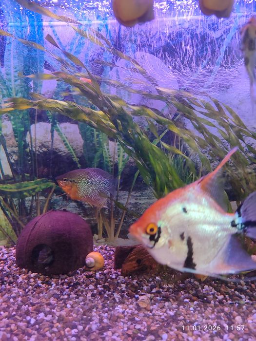 Продам рыбок за 5 тыс.