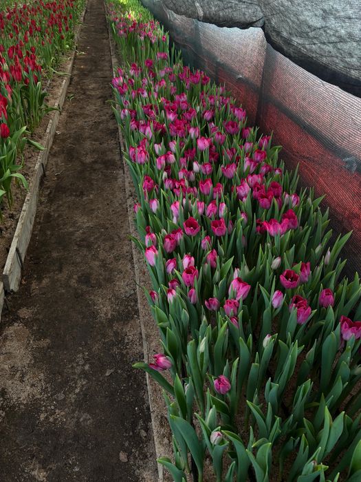 Тюльпаны оптом розницу