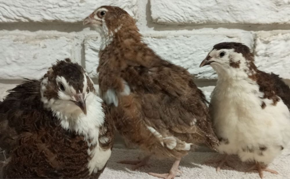 Oua de prepelita incubat