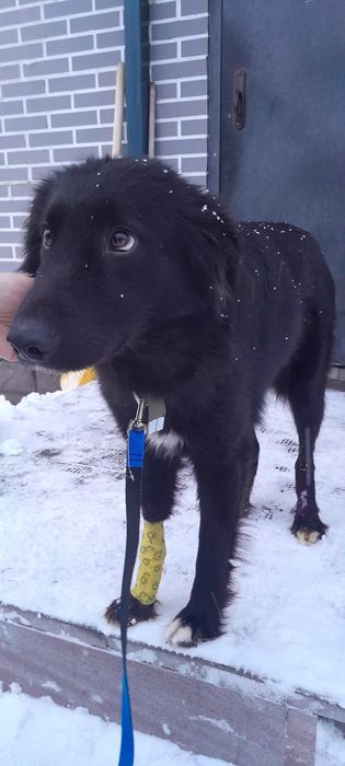 Замечательный пёс ищет дом!