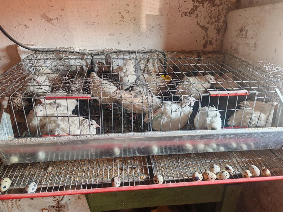 Prepeliță pui de vanzare