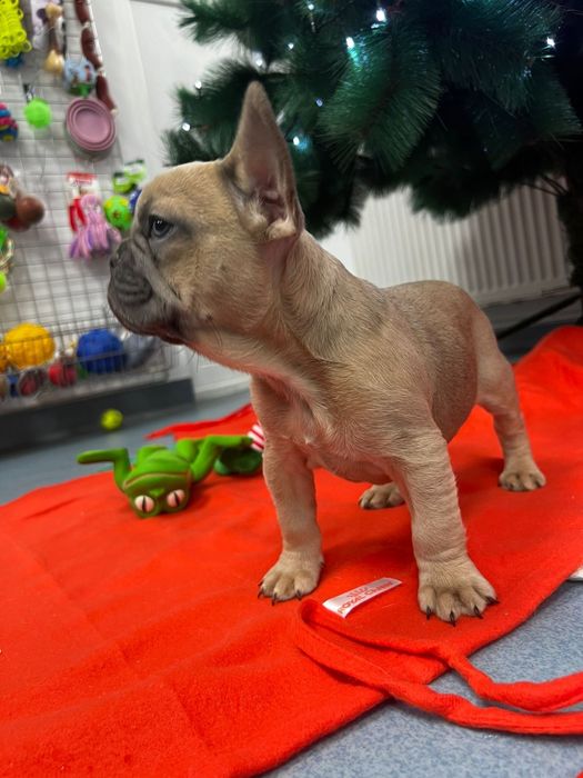 Bulldog francez pedigree