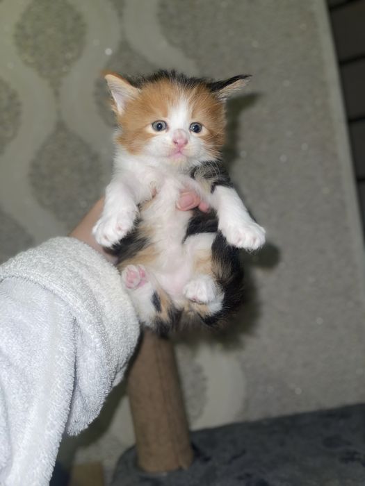 Котята породы Мейн-кун