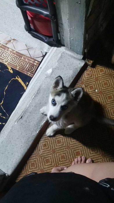 пропала собака хаски