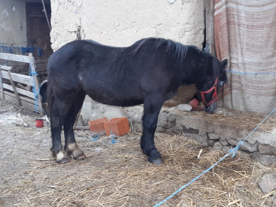 Vand 2 manzi manza neagra