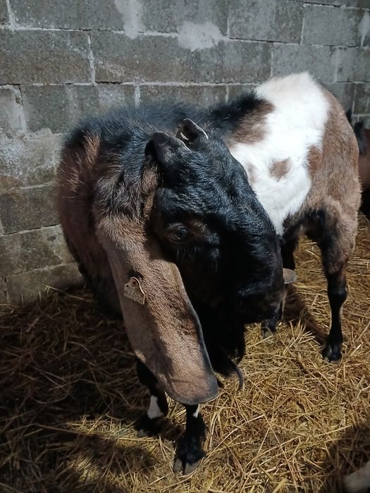 Vind tap anglonubian