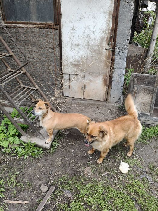 Отдам собачек в добрые руки СРОЧНО