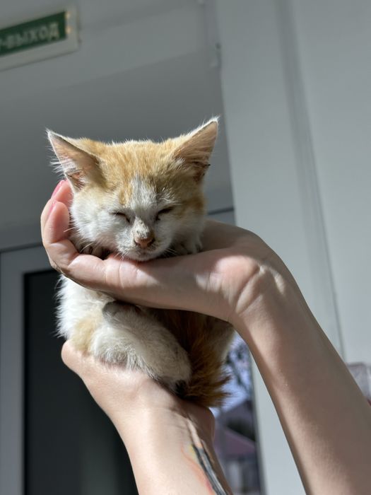 Отдам котенка в добрые руки