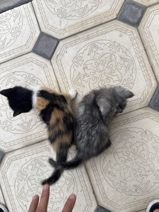 Котёнки отдам хорошие руки