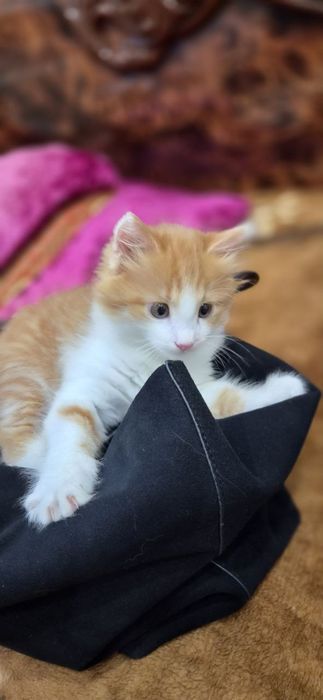 Продаётся котёнок