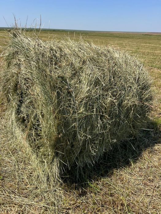 продам сено рулонное