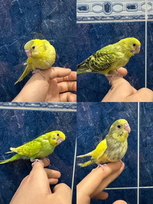 Ручной волнистый попугай