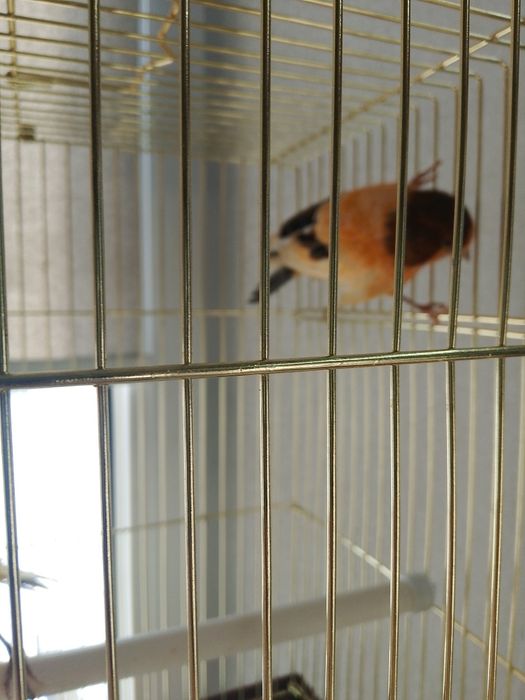 Продам канареек.