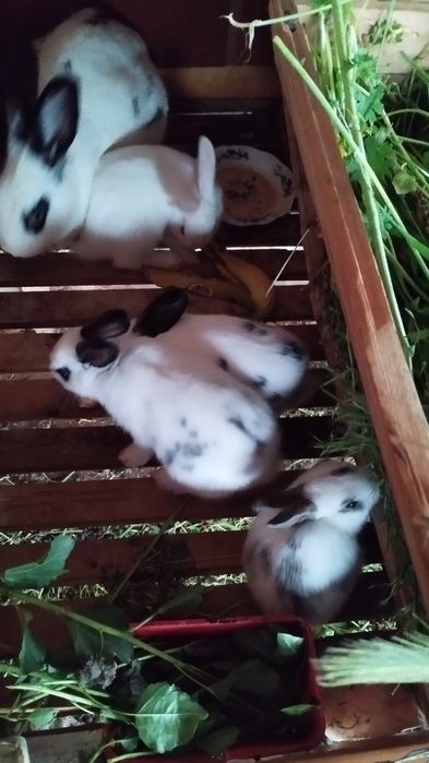 Кролики 1-2 месеца