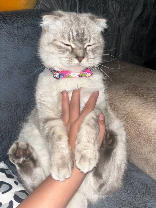 продам кошку вислоухая