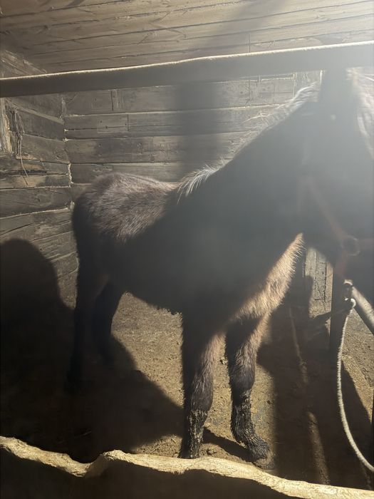 Тай сатылады 1.5 жыл