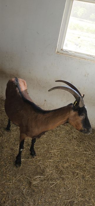 Capre alpin franceze si iedute