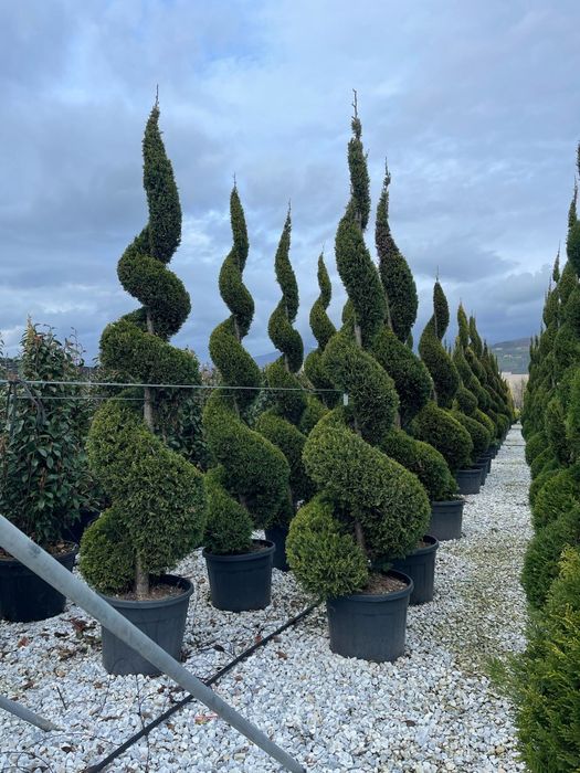 Spirale din leylandii. calitate extra, avem toate dimensiunile