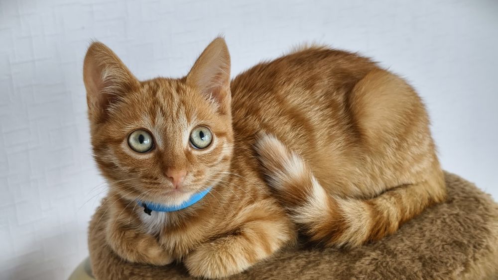 Рыжий котёнок девочка