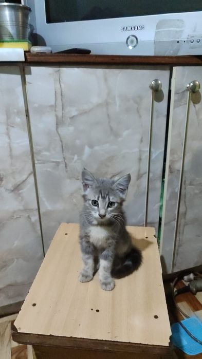Отдам котят в добрые руки