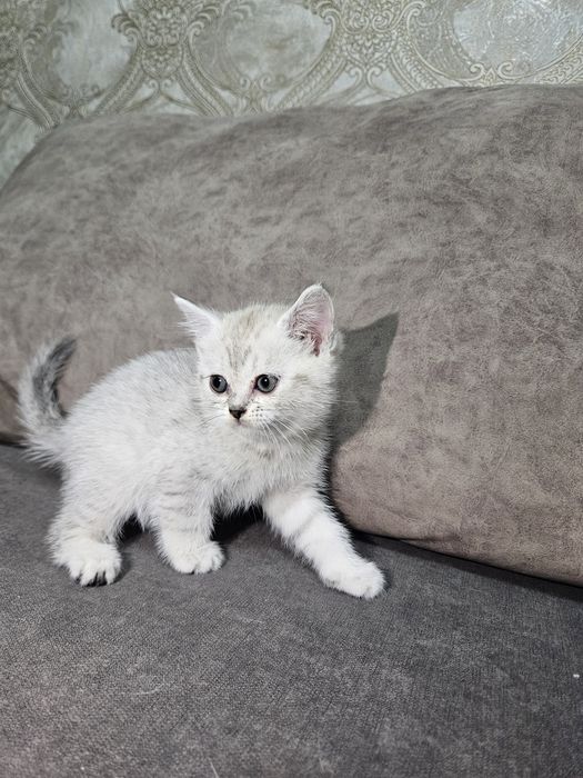 Котята скотиш страйт