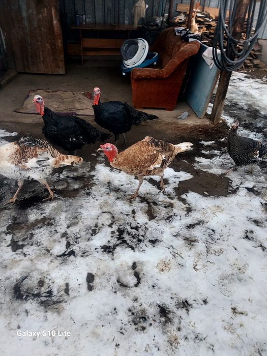 Срочна продам домашных индюков