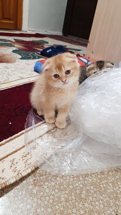 мушук болачалари сотилади