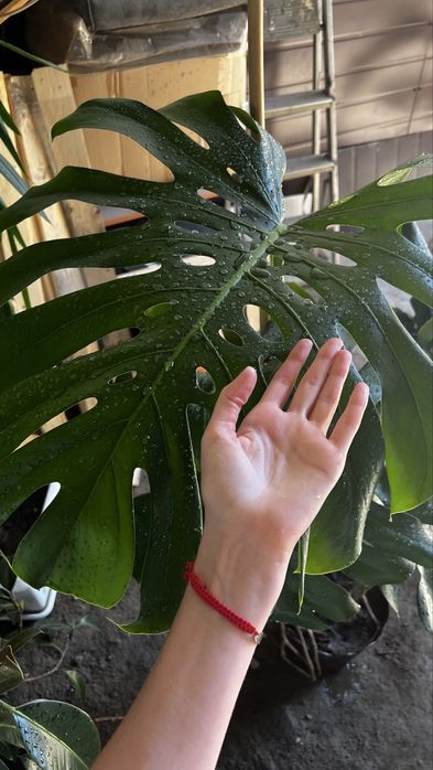 Monstera в продаже