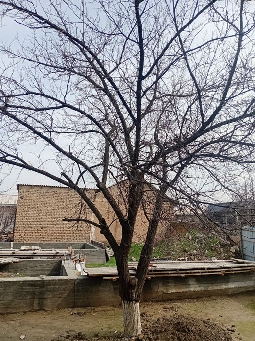 Arzon narxda o‘tin daraxt sotiladi