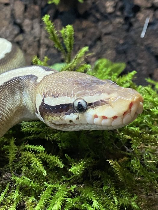 Sarpe piton regal femela