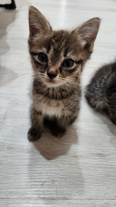 Отдадим котят в добрые руки