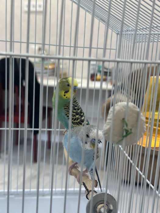 Продается попугай