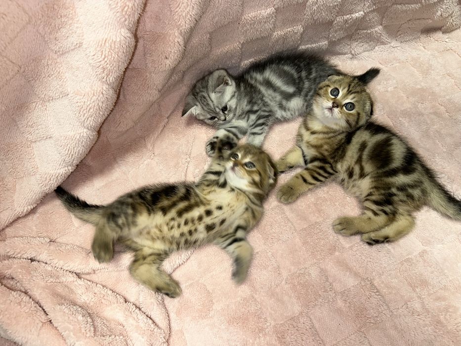 Вислоухие котята