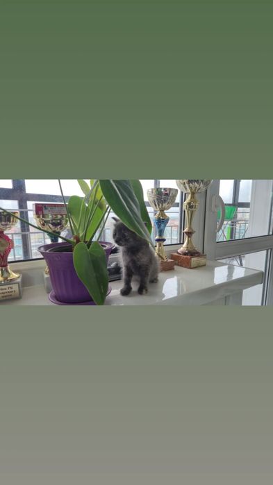 Котёнок помесь с британцем