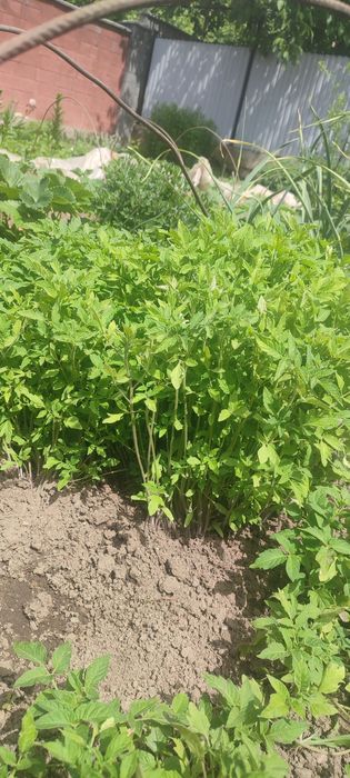 Продам рассаду помидоров