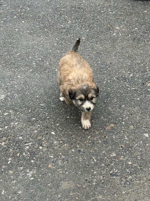 Тазы ит күшіктер і сатылады