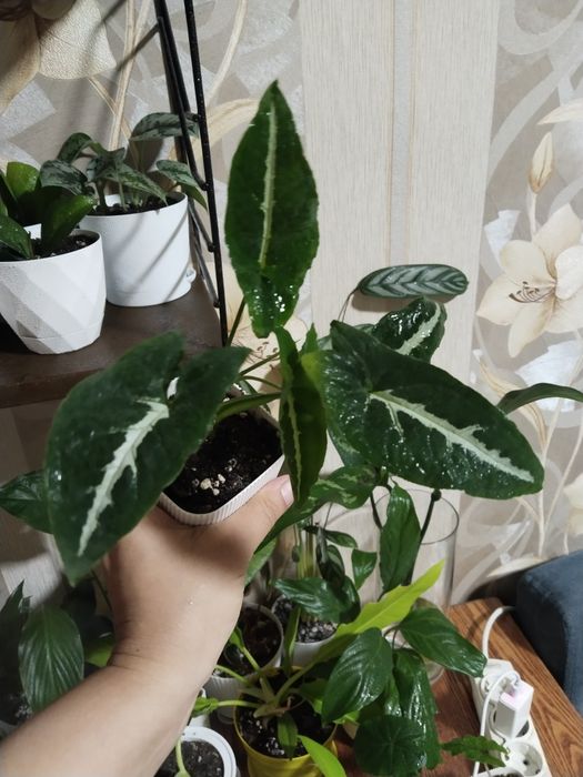 Распродаю  комнатные цветы