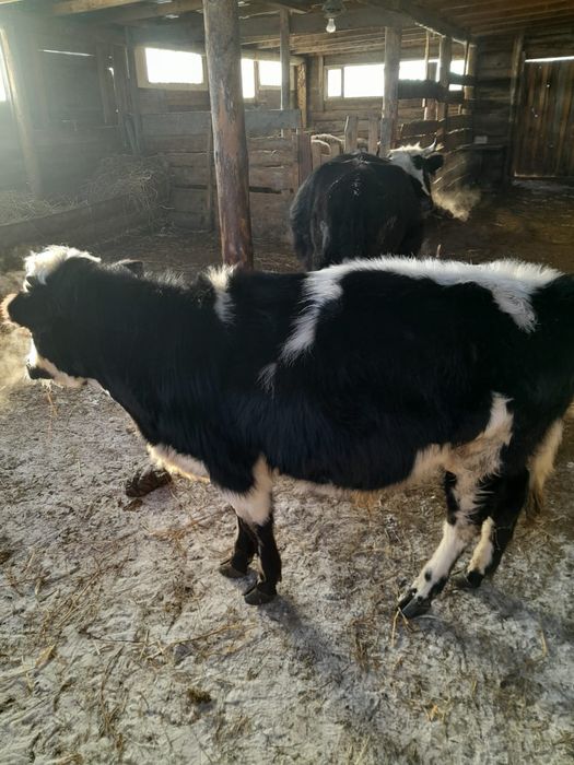 Продам подсосного бычка.