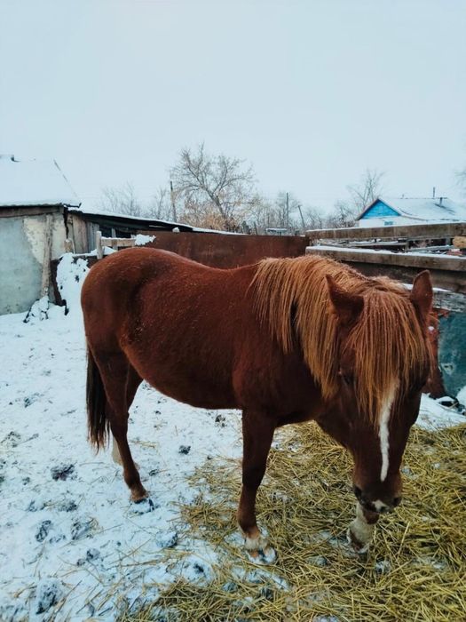 Ат 4жыл. Конь 4 летка