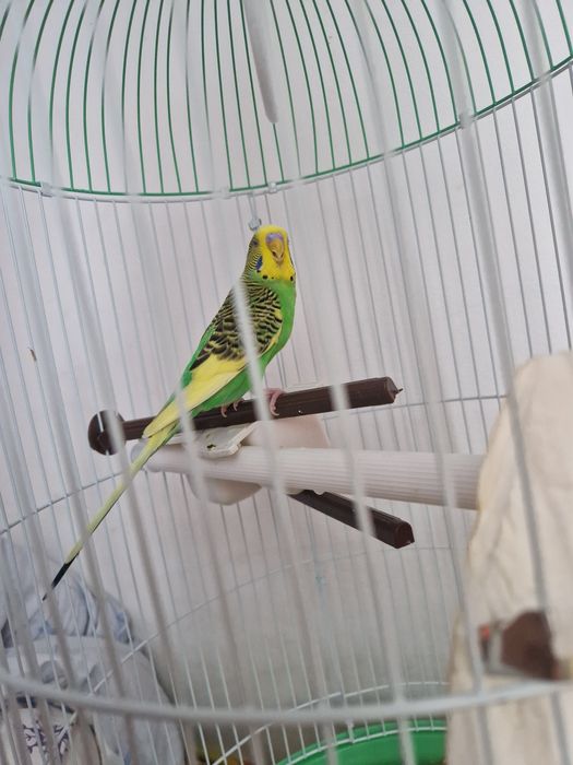 Perusi de vanzare cu colivie