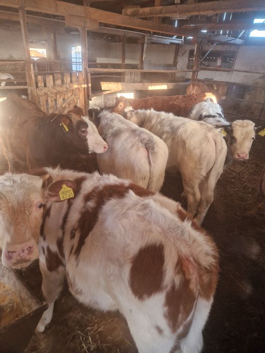 Vand vitei de mai multe rase