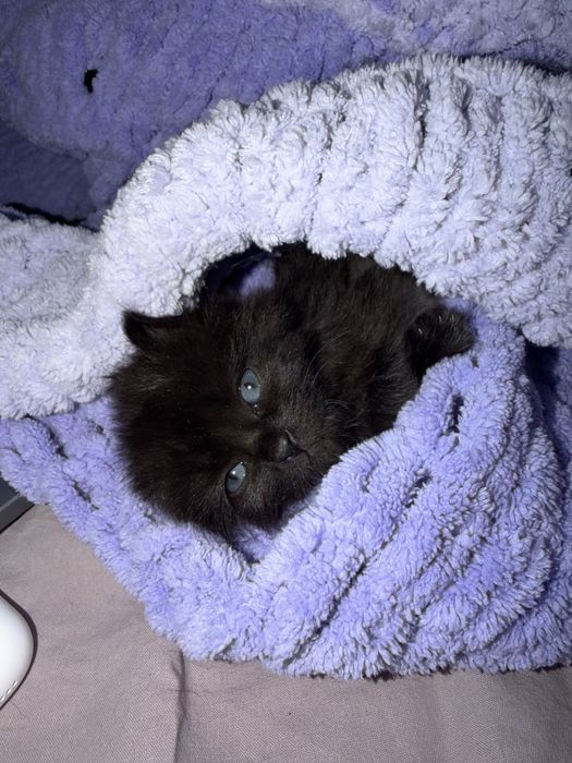 Котенок в добрые руки